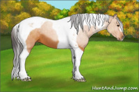 Horse Color:Buckskin Tobiano 