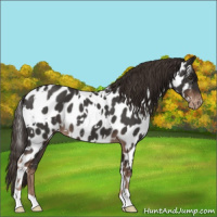 Horse Color:White Spotted Liver Red Roan Appaloosa 