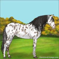 Horse Color:Liver Red Dun Roan Appaloosa 