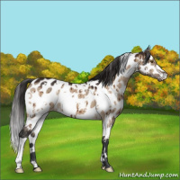 Horse Color:White Spotted Brown Dun Appaloosa Brindle 