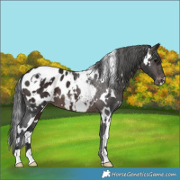 Horse Color:White Spotted Brown Appaloosa 