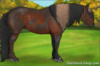 Horse Color:Liver Chestnut  and Brown 