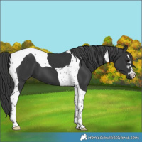 Horse Color:Black Tobiano 