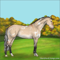 Horse Color:White Spotted Brown Dun 