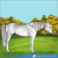 Horse Color:Gray White Spotted Silver Brown Mushroom 