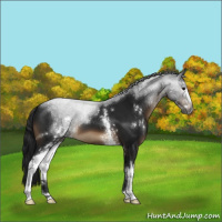 Horse Color:Gray White Spotted Brown Sabino