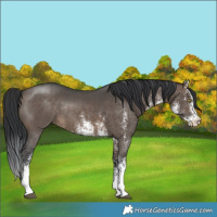 Horse Color:White Spotted Brown Dun Rabicano 