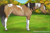 Horse Color:White Spotted Buckskin Dun Tobiano Rabicano 