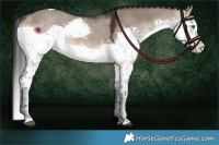 Horse Color:Brown Dun Sabino Splash Tobiano 