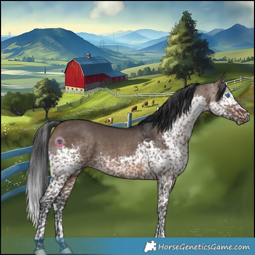 Horse Color:Brown Dun Splash Tobiano 