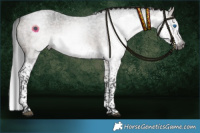 Horse Color:Gray Brown Roan Dun Splash Tobiano 