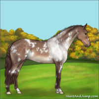 Horse Color:White Spotted Chocolate Brown Roan Dun 