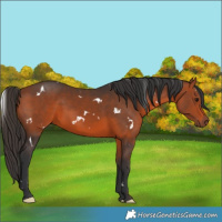 Horse Color:White Spotted Bay 