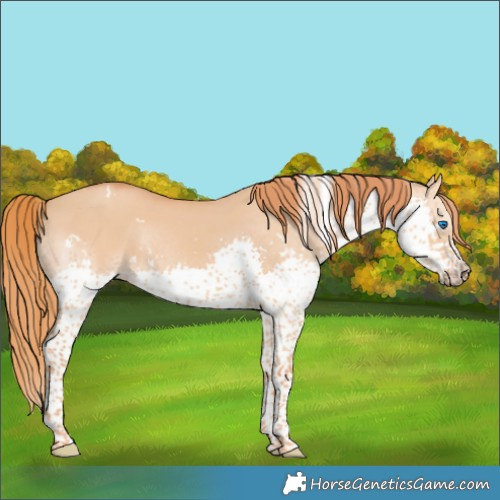 Horse Color:White Spotted Red Dun Splash Tobiano Rabicano 
