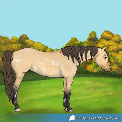 Horse Color:White Spotted Buckskin Dun 