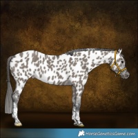 Horse Color:Grullo Tobiano Near Leopard 