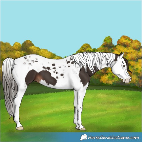 Horse Color:Liver Chestnut Splash Tobiano