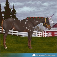 Horse Color:White Spotted Liver Chestnut 