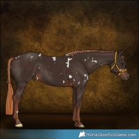 Horse Color:White Spotted Liver Chestnut 