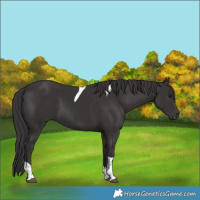 Horse Color:Smoky Black Tobiano 
