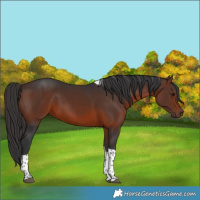 Horse Color:Brown Tobiano 
