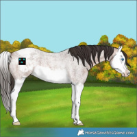 Horse Color:Bay Roan Splash Appaloosa 