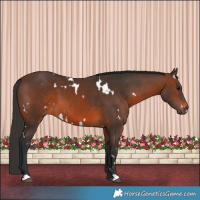 Horse Color:White Spotted Brown