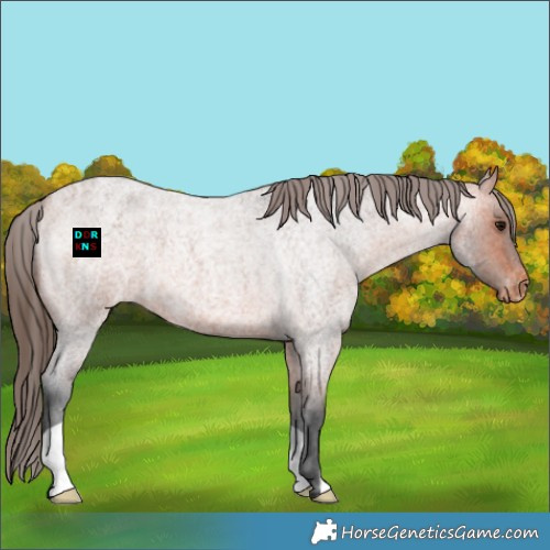 Horse Color:Bay Roan Appaloosa 
