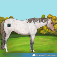 Horse Color:Bay Roan Varnish
