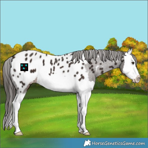 Horse Color:Liver Chestnut Splash Appaloosa