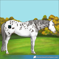 Horse Color:Liver Chestnut Splash Appaloosa