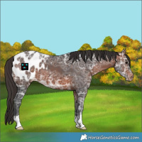 Horse Color:Bay Ice Appaloosa 