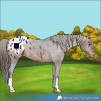 Horse Color:Bay Appaloosa