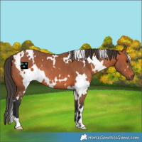 Horse Color:White Spotted Bay 