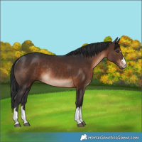 Horse Color:Brown Rabicano 