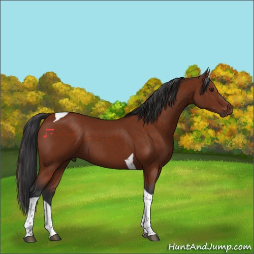 Horse Color:Brown Tobiano 