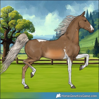 Horse Color:Chocolate Palomino Tobiano 