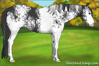 Horse Color:White Spotted Black 