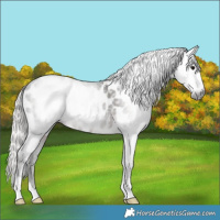 Horse Color:Gray Silver Black Appaloosa Rabicano 