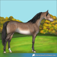 Horse Color:Brown Dun 