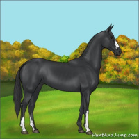 Horse Color:Black 