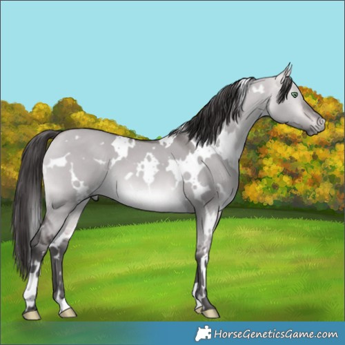 Horse Color:Platinum White Spotted Buckskin Dun 