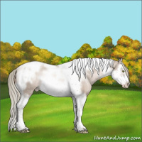 Horse Color:Liver Red Dun Pearl Mushroom Splash Tobiano Frame Appaloosa Rabicano