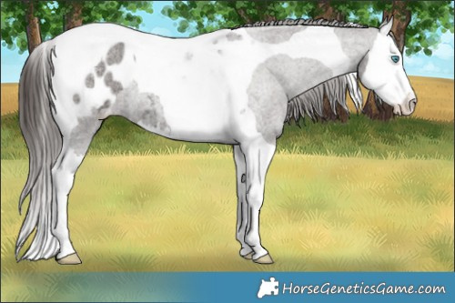 Horse Color:Liver Red Roan Splash Tobiano Appaloosa 