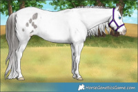 Horse Color:Liver Red Roan Splash Tobiano Appaloosa 