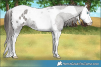 Horse Color:Liver Red Roan Splash Tobiano Varnish 