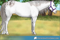 Horse Color:Brown Sabino Splash Varnish 
