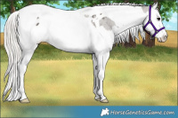 Horse Color:Silver Black Splash Tobiano Appaloosa Rabicano 