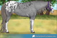 Horse Color:Smoky Blue Roan Splash Tobiano Appaloosa Rabicano 