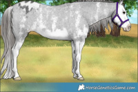 Horse Color:Black Sabino Splash Varnish Rabicano 